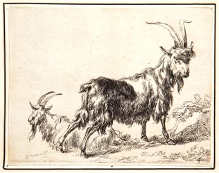 Chèvres